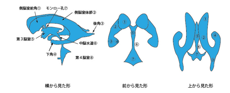 脳室を３方向から見た形